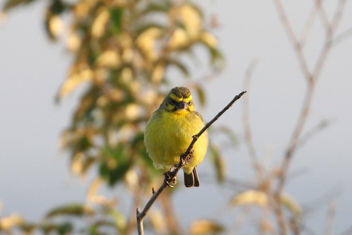 Yellow-fronted Canary - ML611714067