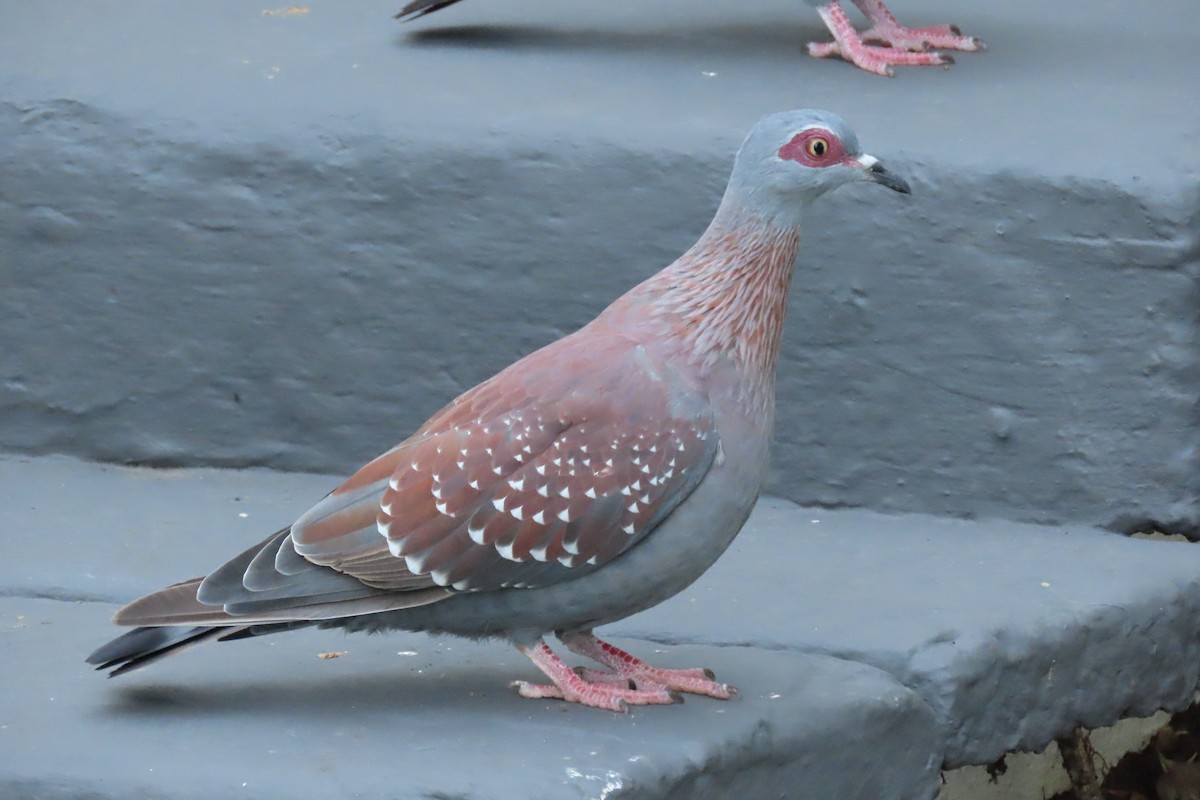 Speckled Pigeon - ML611714071