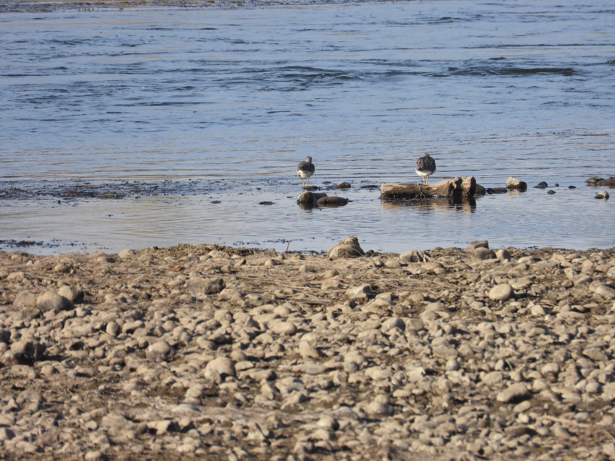 Greater Yellowlegs - ML611714215