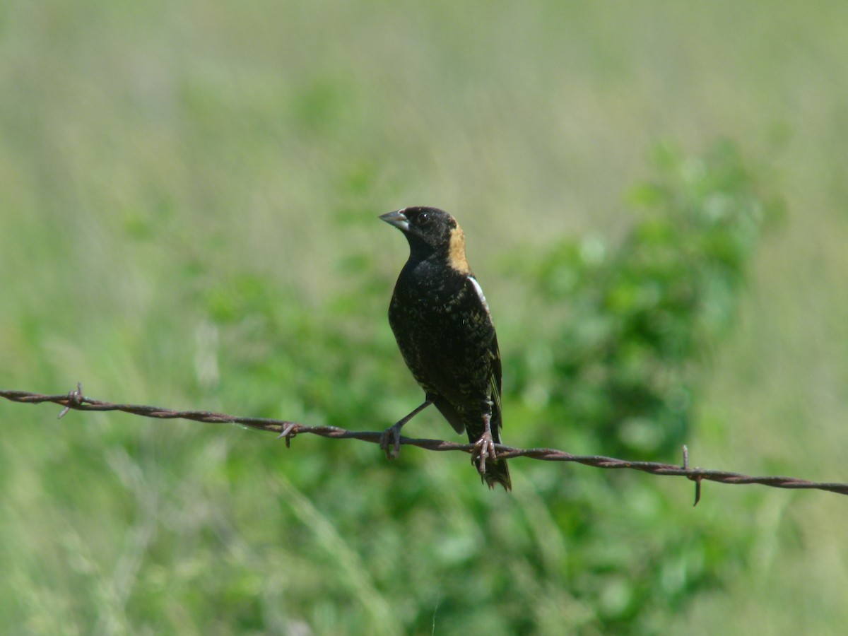 Bobolink - ML611714238