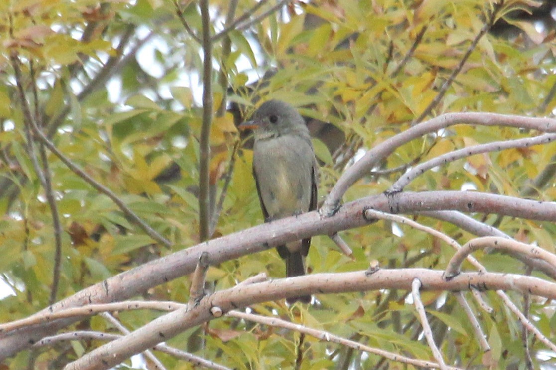 Greater Pewee - ML611714244
