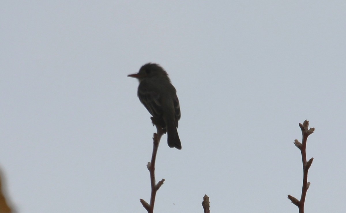 Greater Pewee - ML611714245