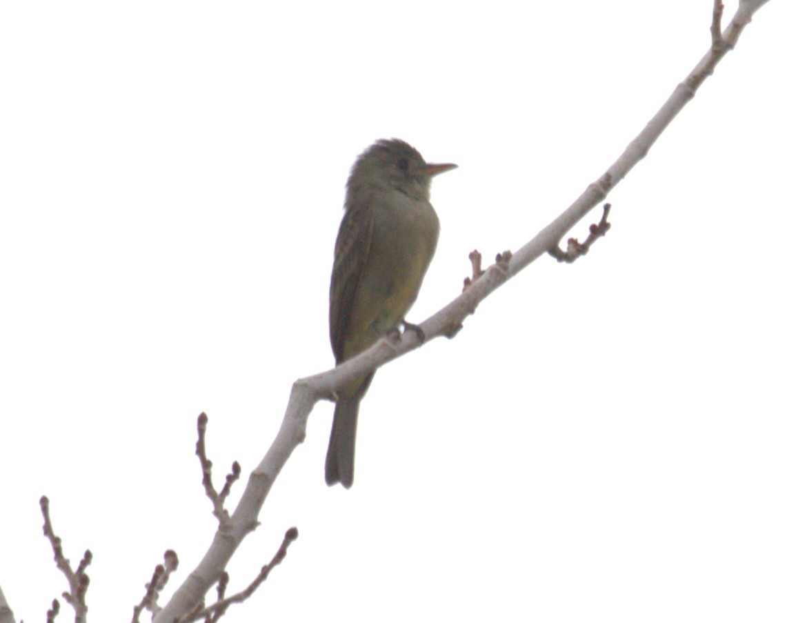 Greater Pewee - ML611714246