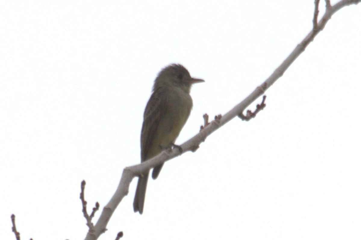 Greater Pewee - ML611714247