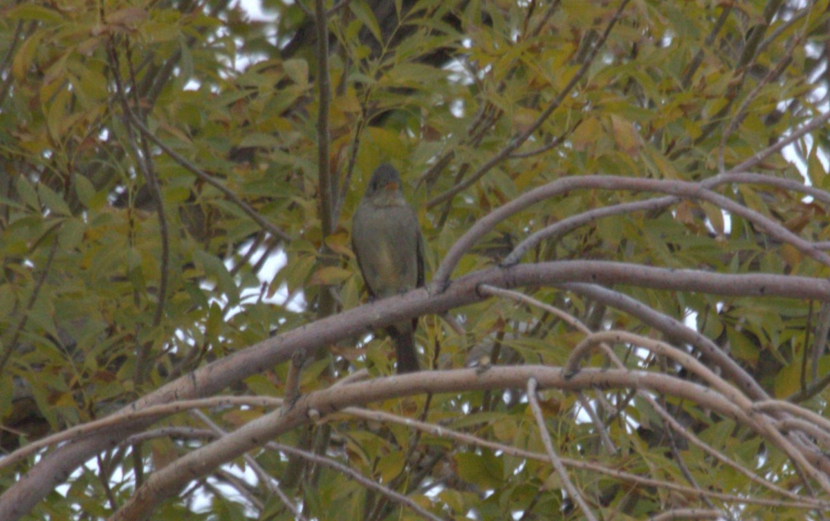 Greater Pewee - ML611714248