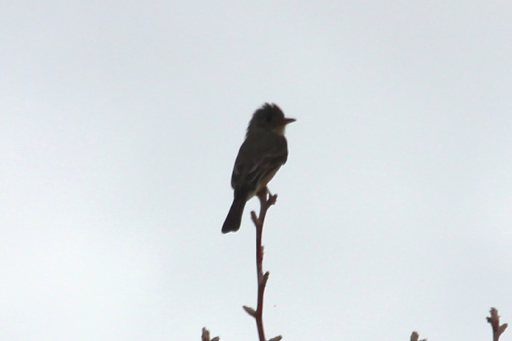 Greater Pewee - ML611714249