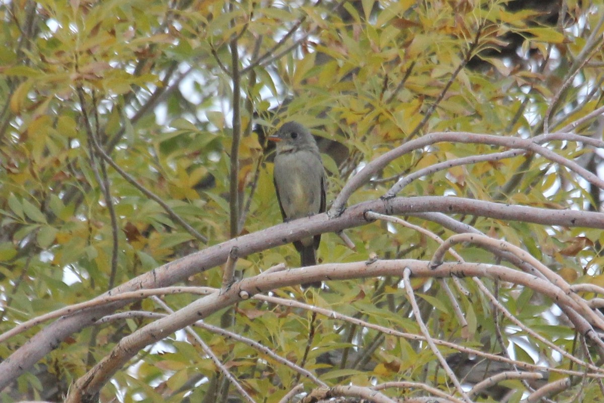Greater Pewee - ML611714250