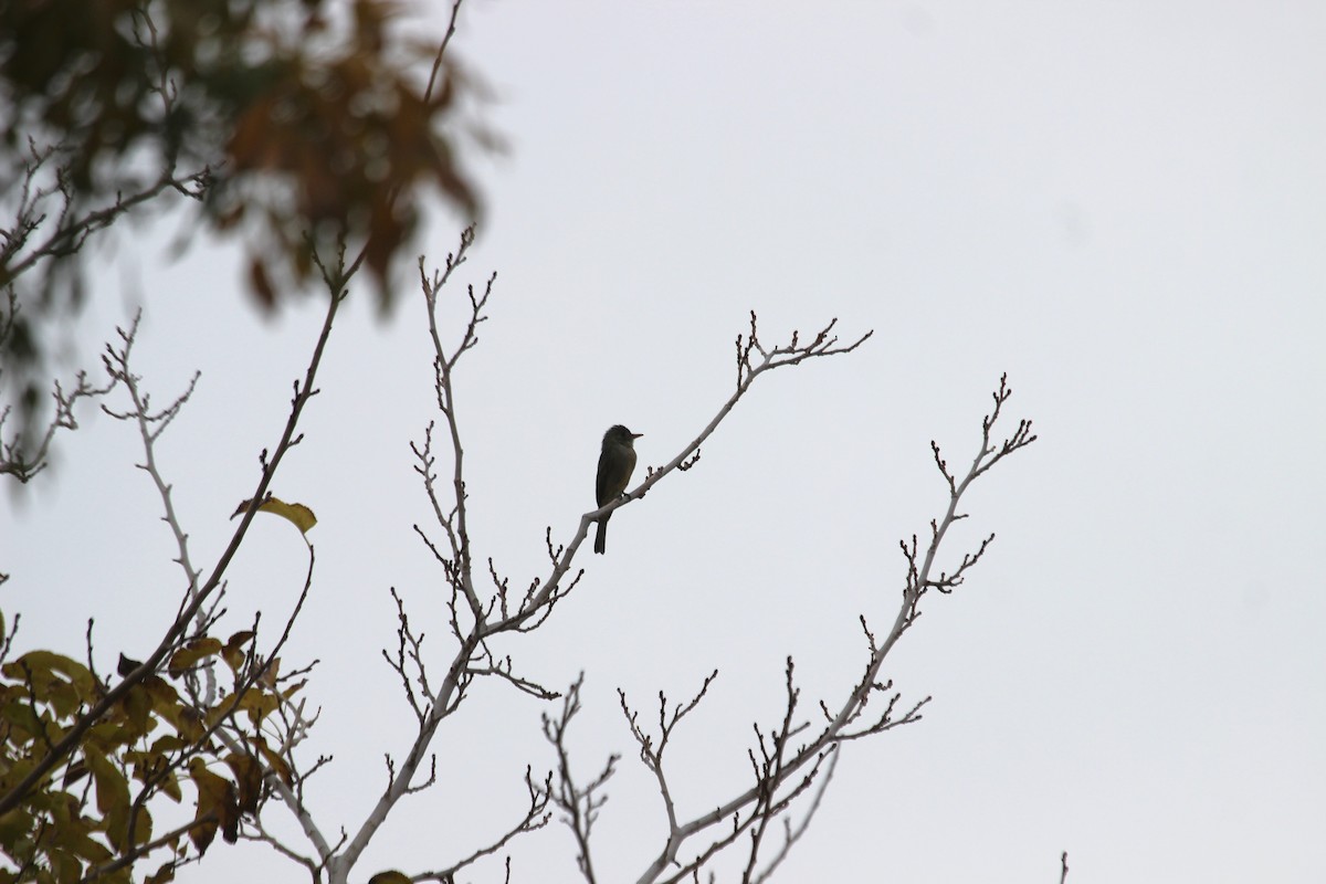 Greater Pewee - ML611714251