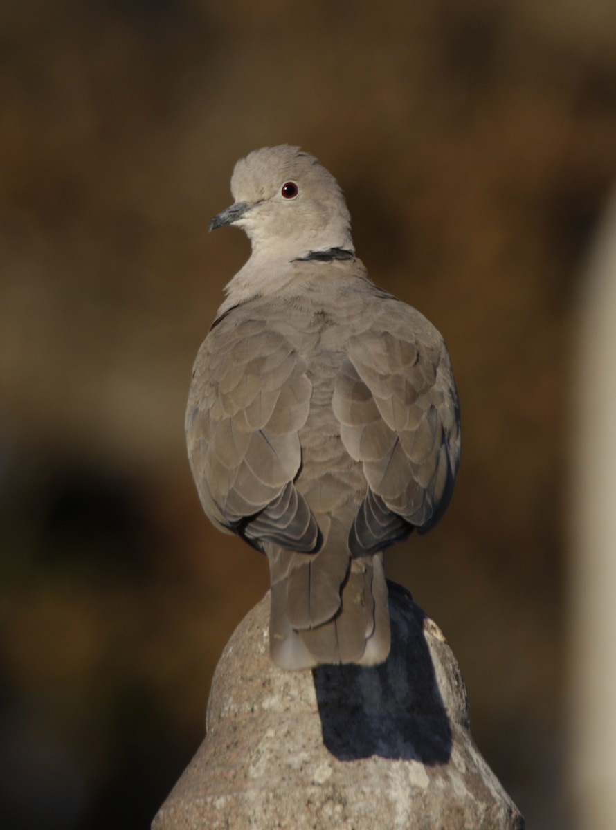 Eurasian Collared-Dove - ML611714262