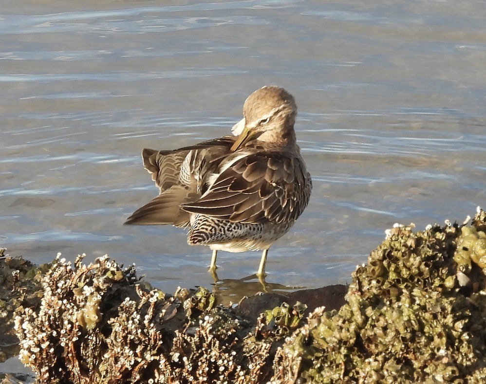 Short-billed/Long-billed Dowitcher - ML611714267