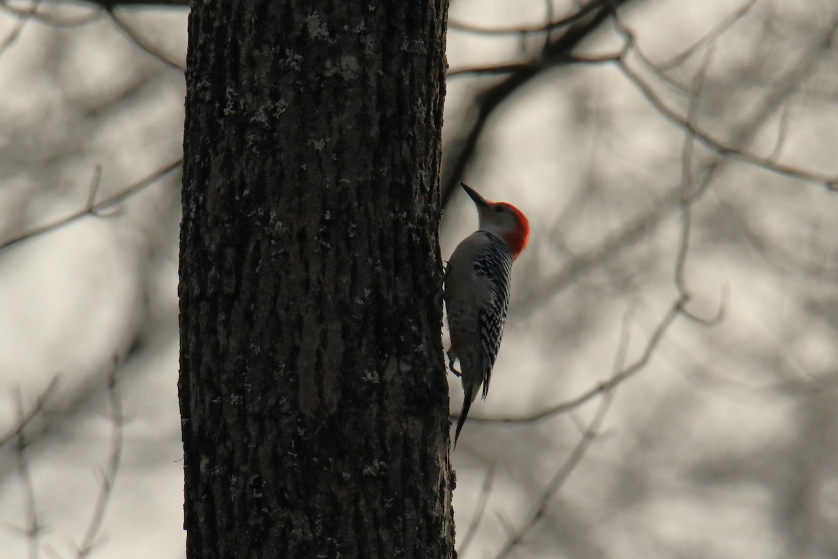 Red-bellied Woodpecker - ML611714270
