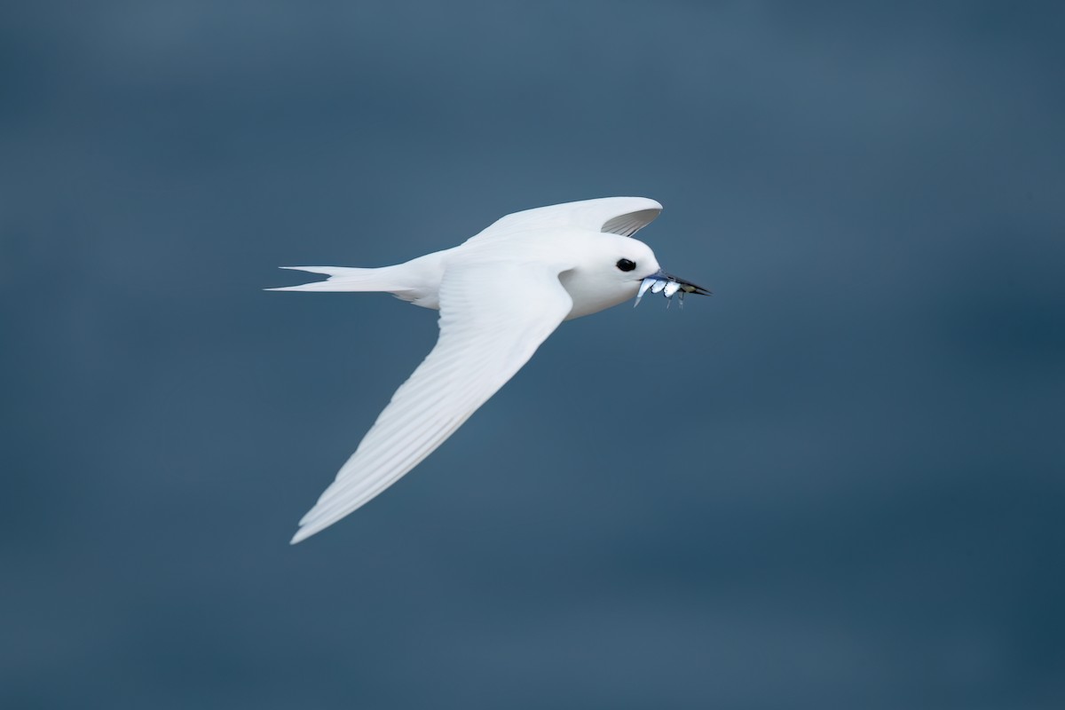 White Tern (Pacific) - David Irving