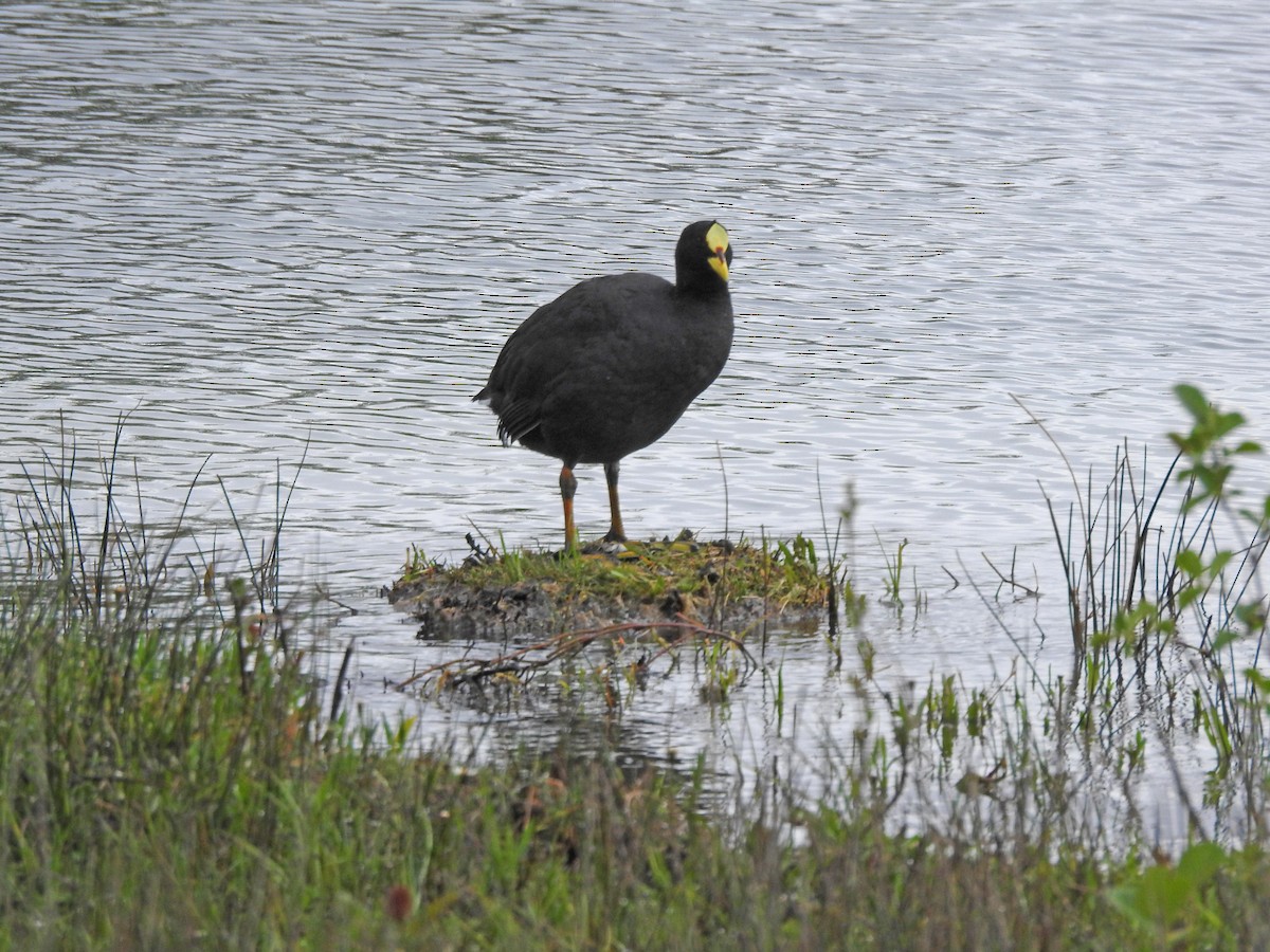 Red-gartered Coot - ML611714673