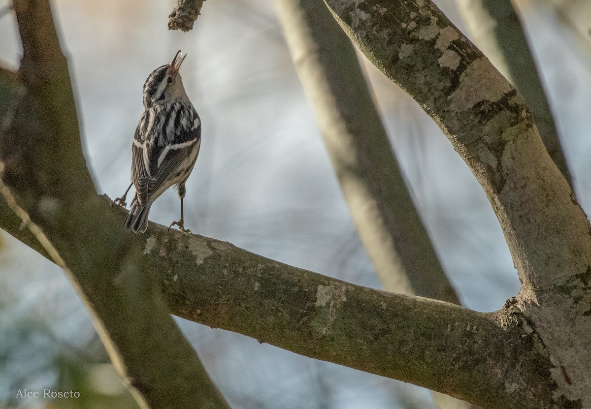 Black-and-white Warbler - ML611714733