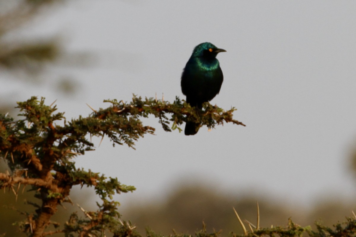 Greater Blue-eared Starling - ML611715594