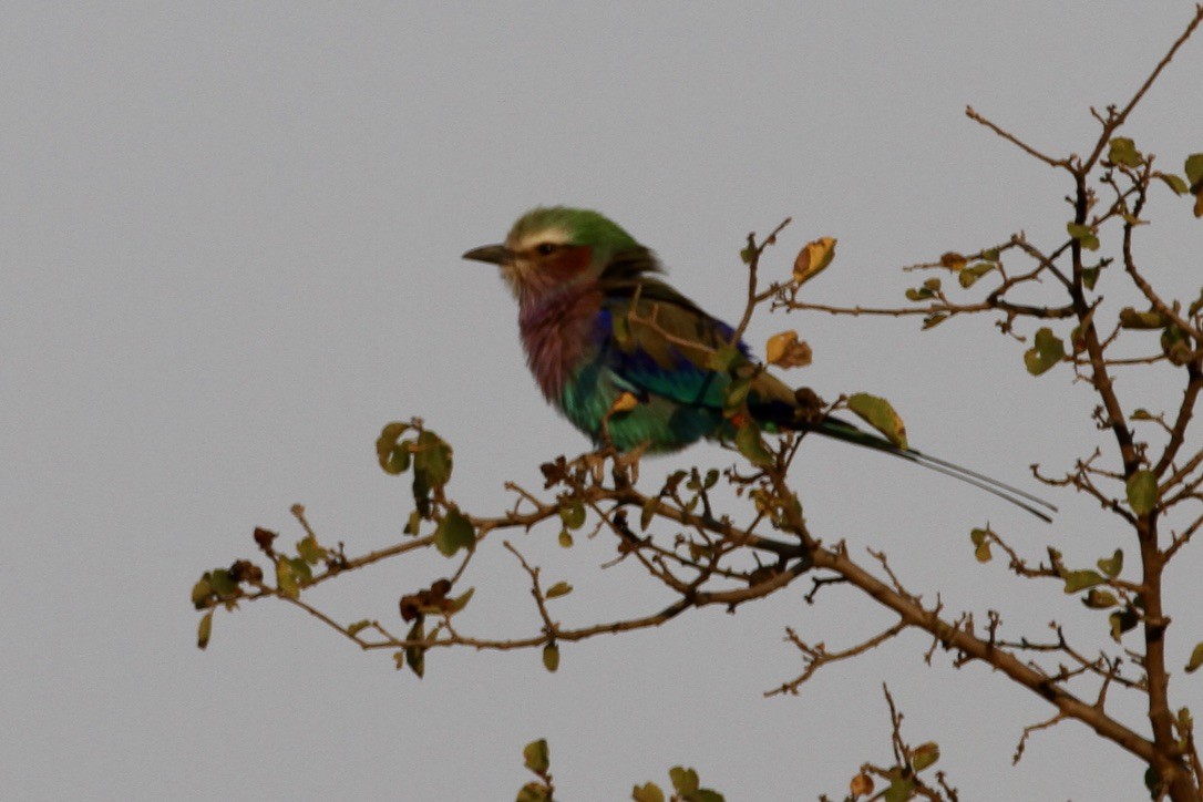 Lilac-breasted Roller - ML611715597