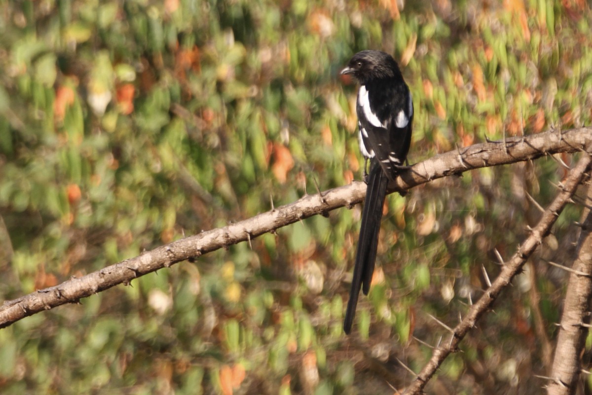 Magpie Shrike - ML611715651