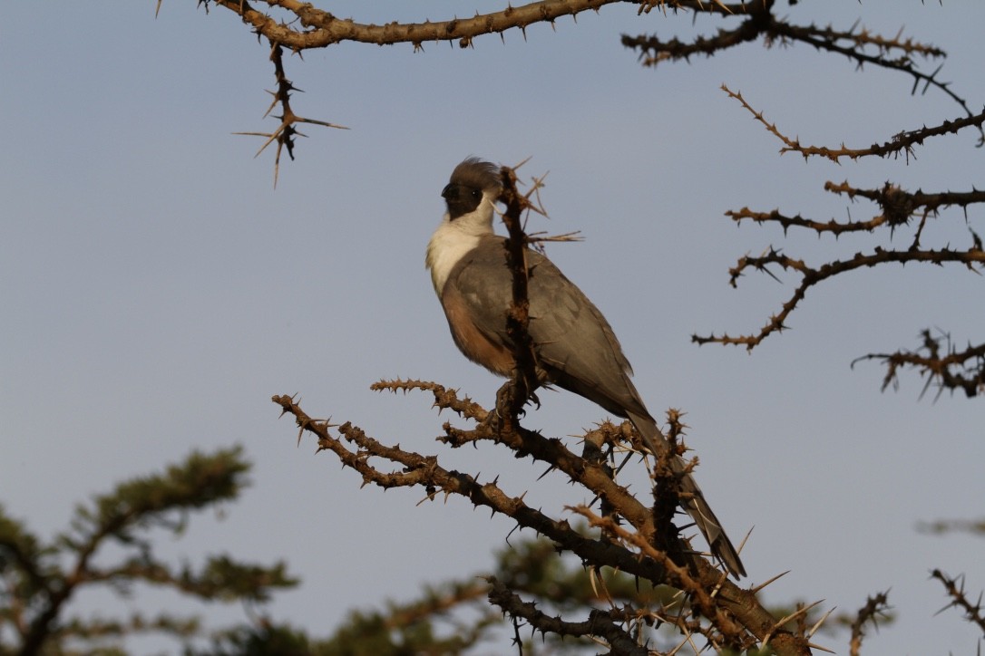 Bare-faced Go-away-bird - ML611715655