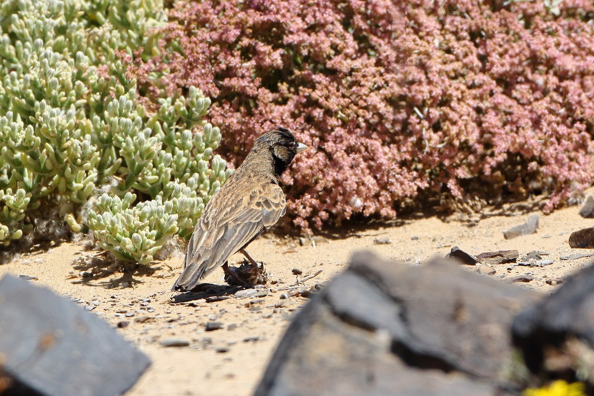 Black-eared Sparrow-Lark - ML611715685