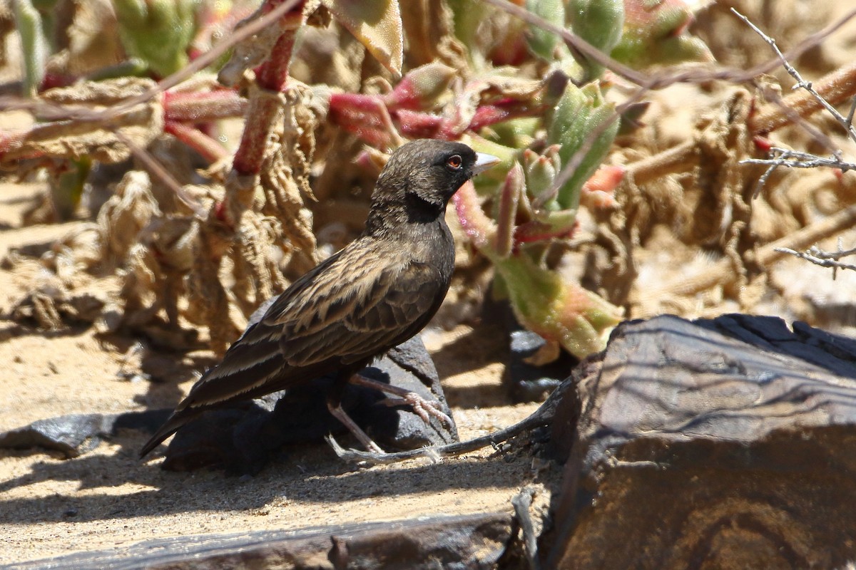 Black-eared Sparrow-Lark - ML611715686