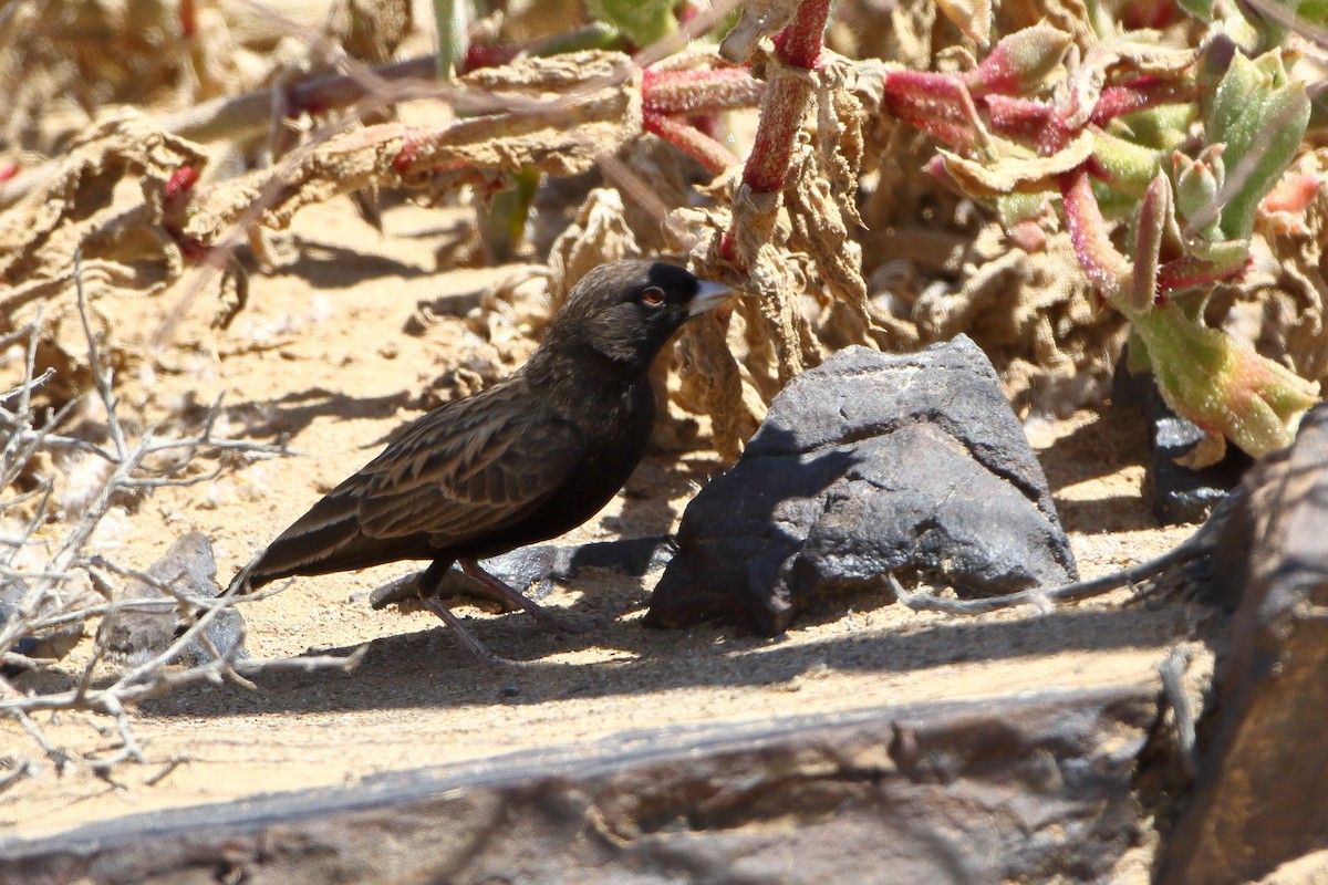 Black-eared Sparrow-Lark - ML611715687