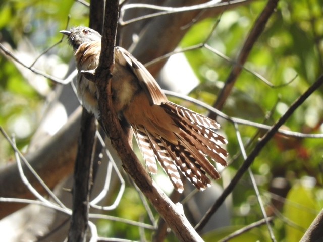 Fan-tailed Cuckoo - Denis  Taylor