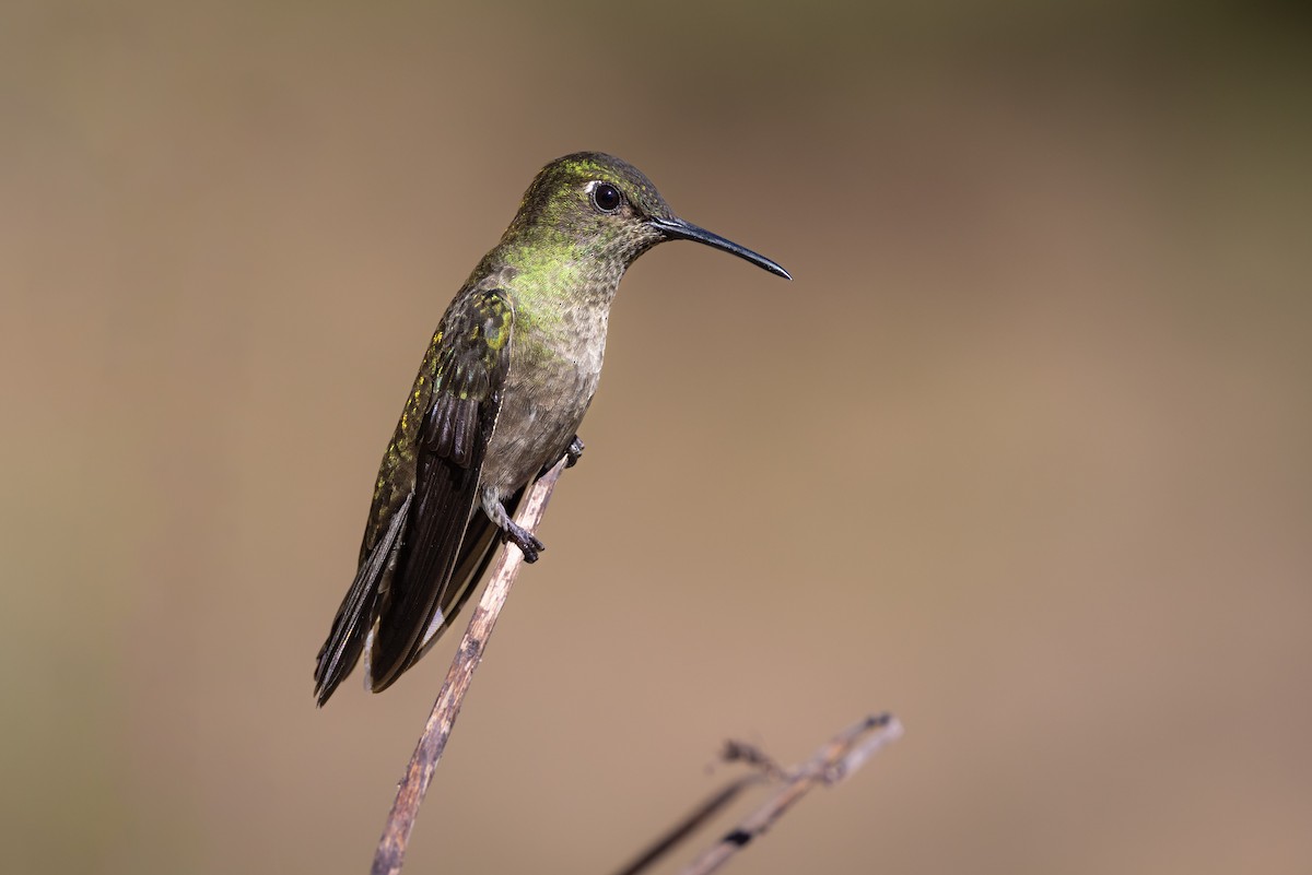 Sombre Hummingbird - Stuart Kelly