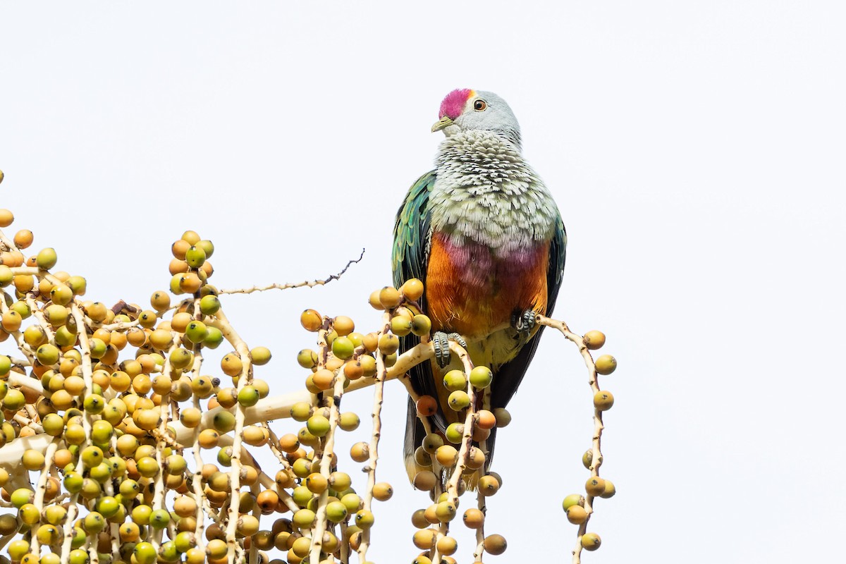 Rose-crowned Fruit-Dove - ML611715856