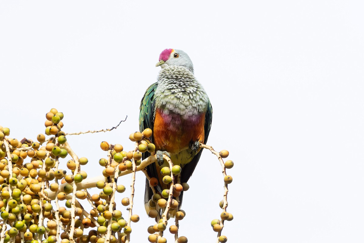Rose-crowned Fruit-Dove - ML611715857