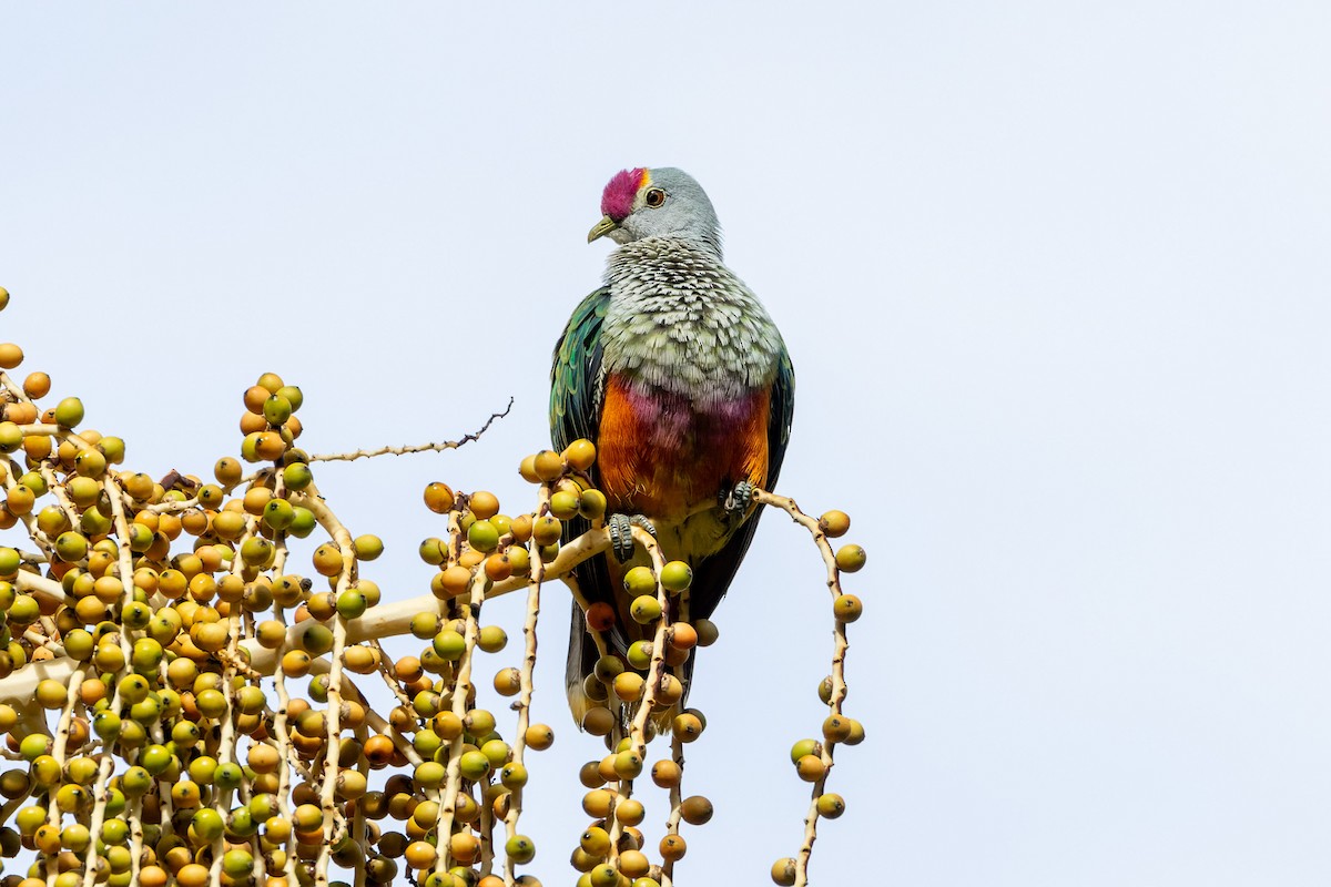 Rose-crowned Fruit-Dove - ML611715858