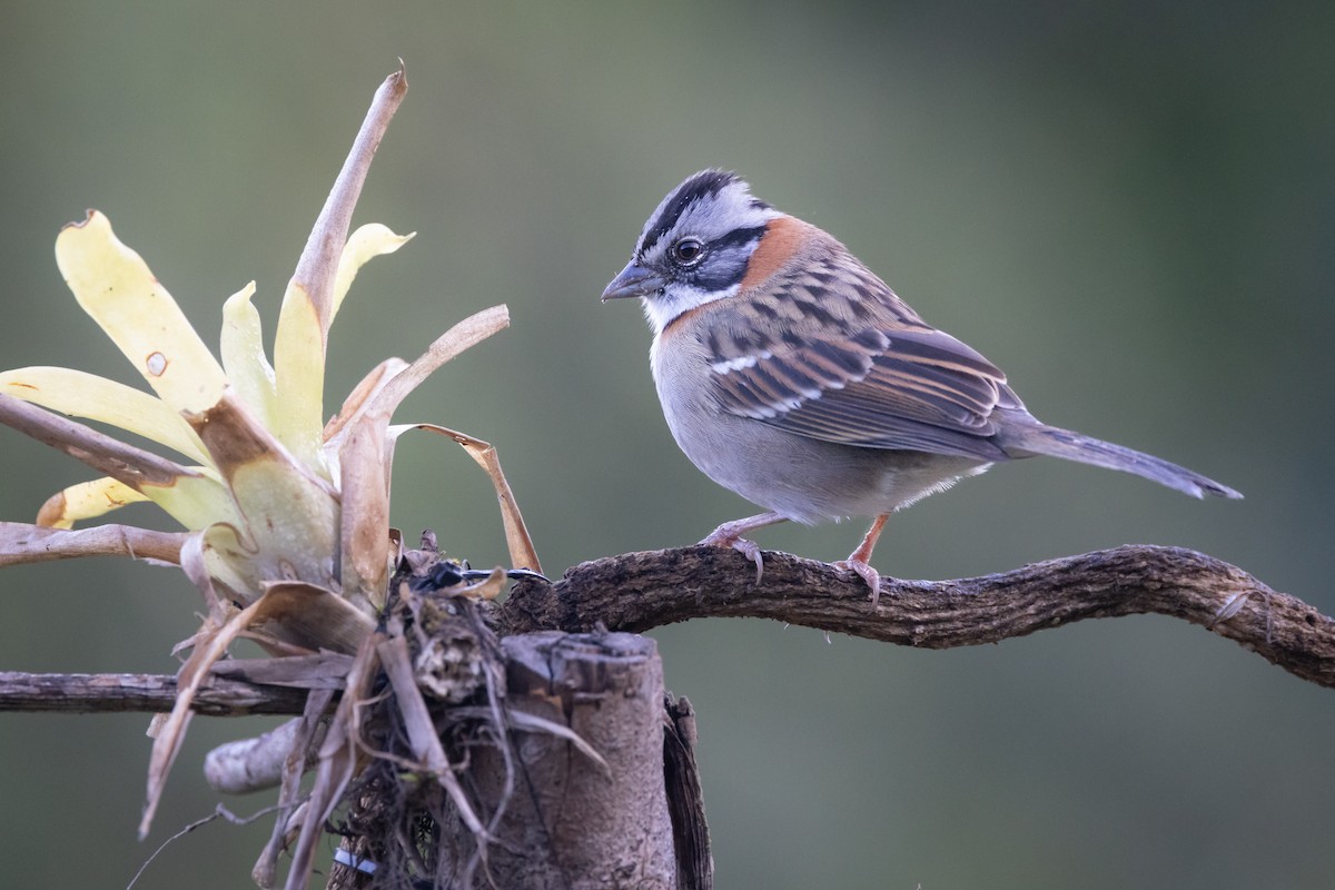 Rufous-collared Sparrow - ML611716004