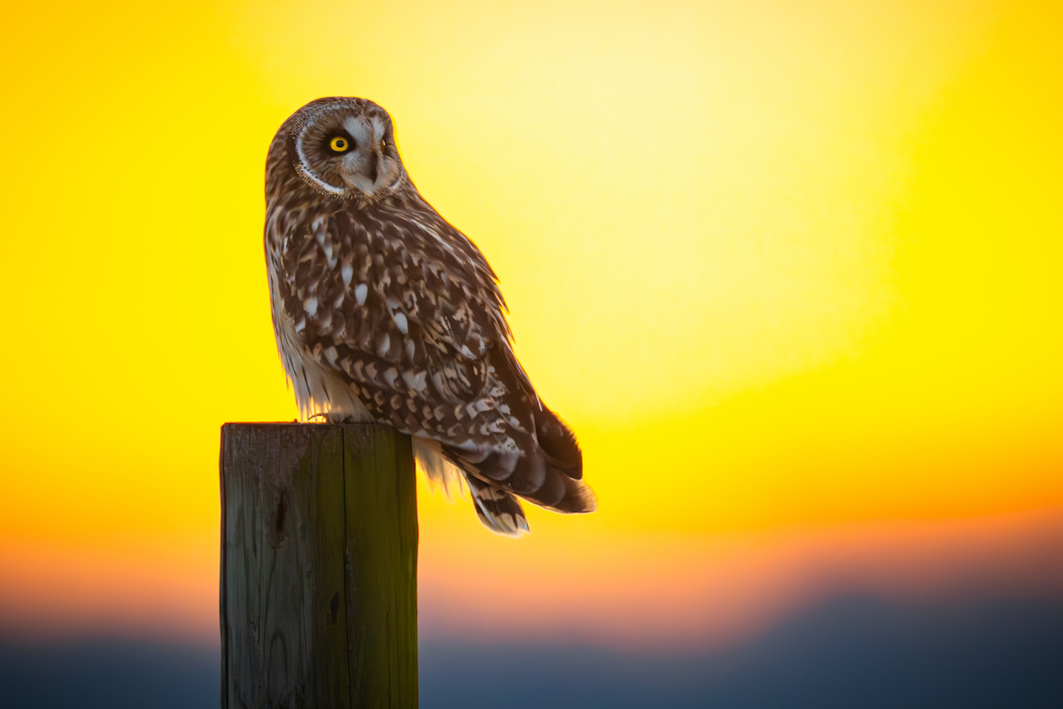 Short-eared Owl - ML611716257