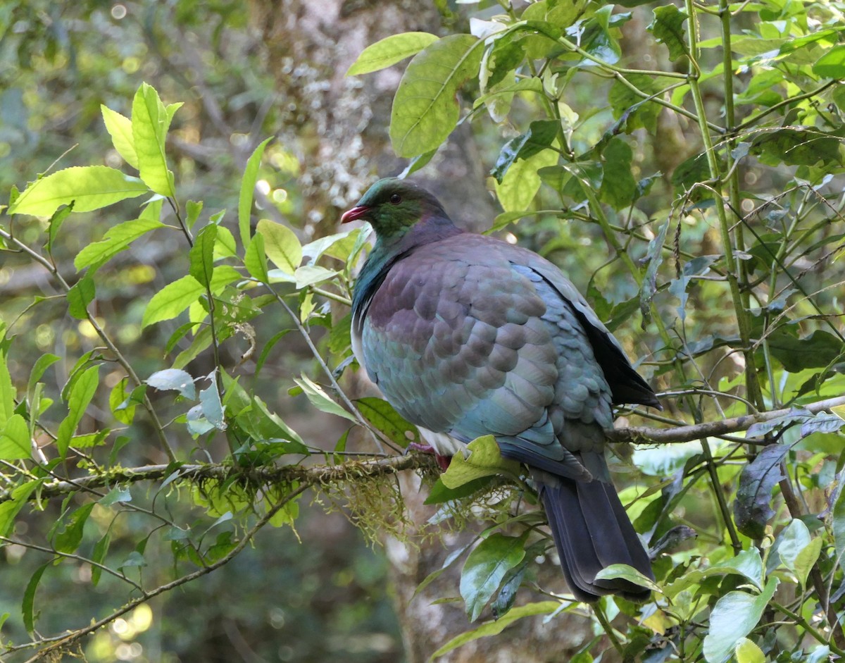 New Zealand Pigeon - ML611716435