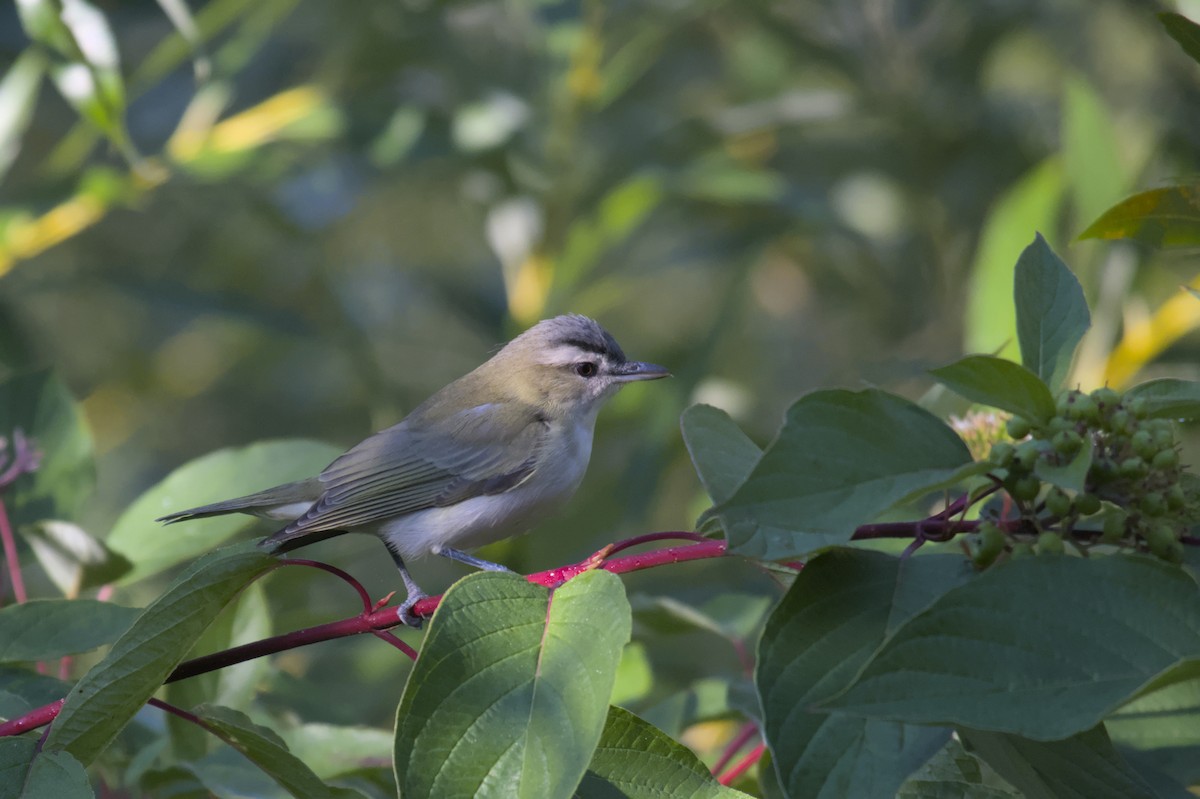 Red-eyed Vireo - ML611716438