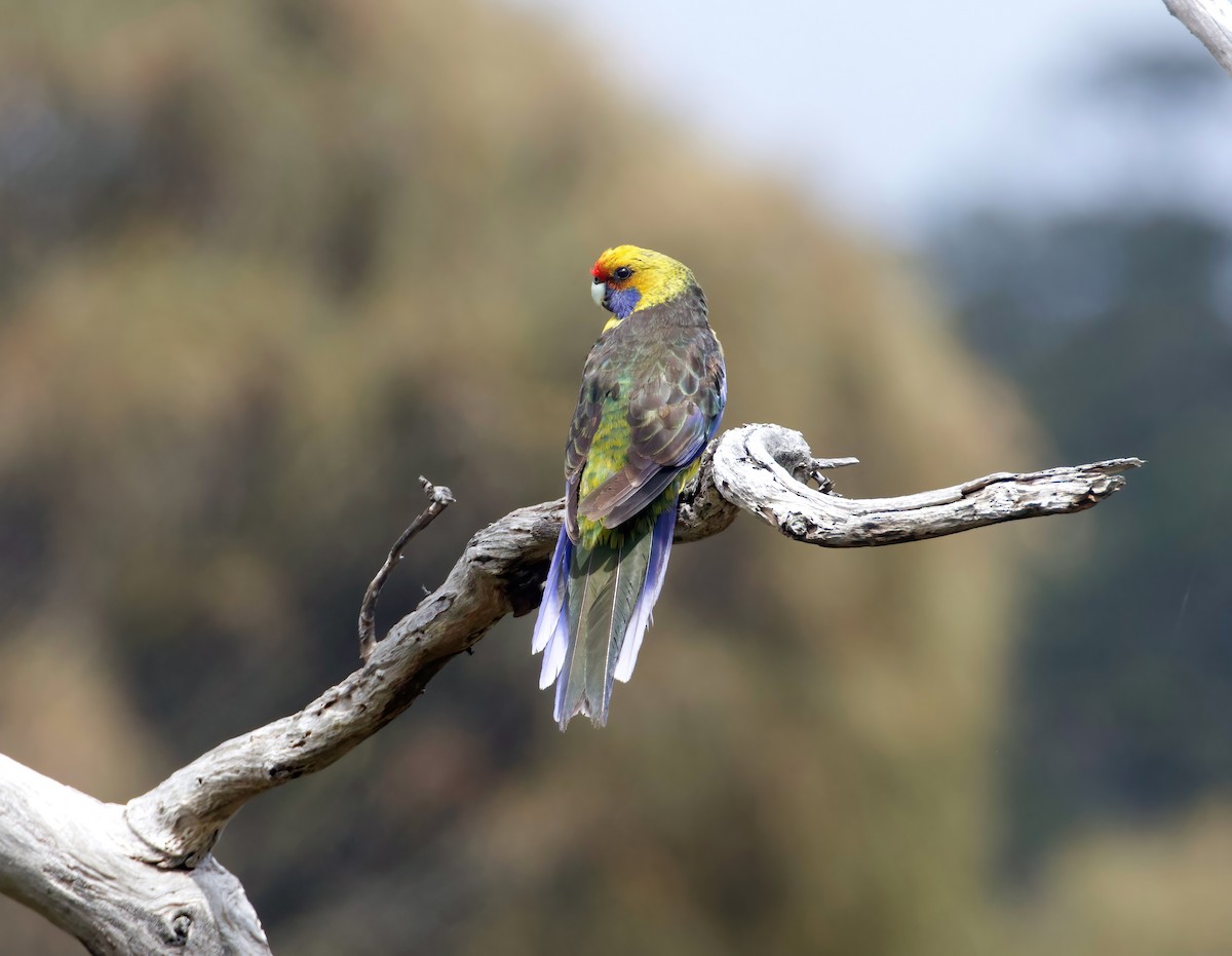 Mccrackens belfast christmas menu