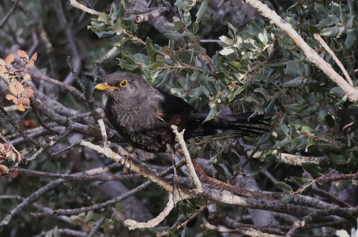 Eurasian Blackbird - ML611717589