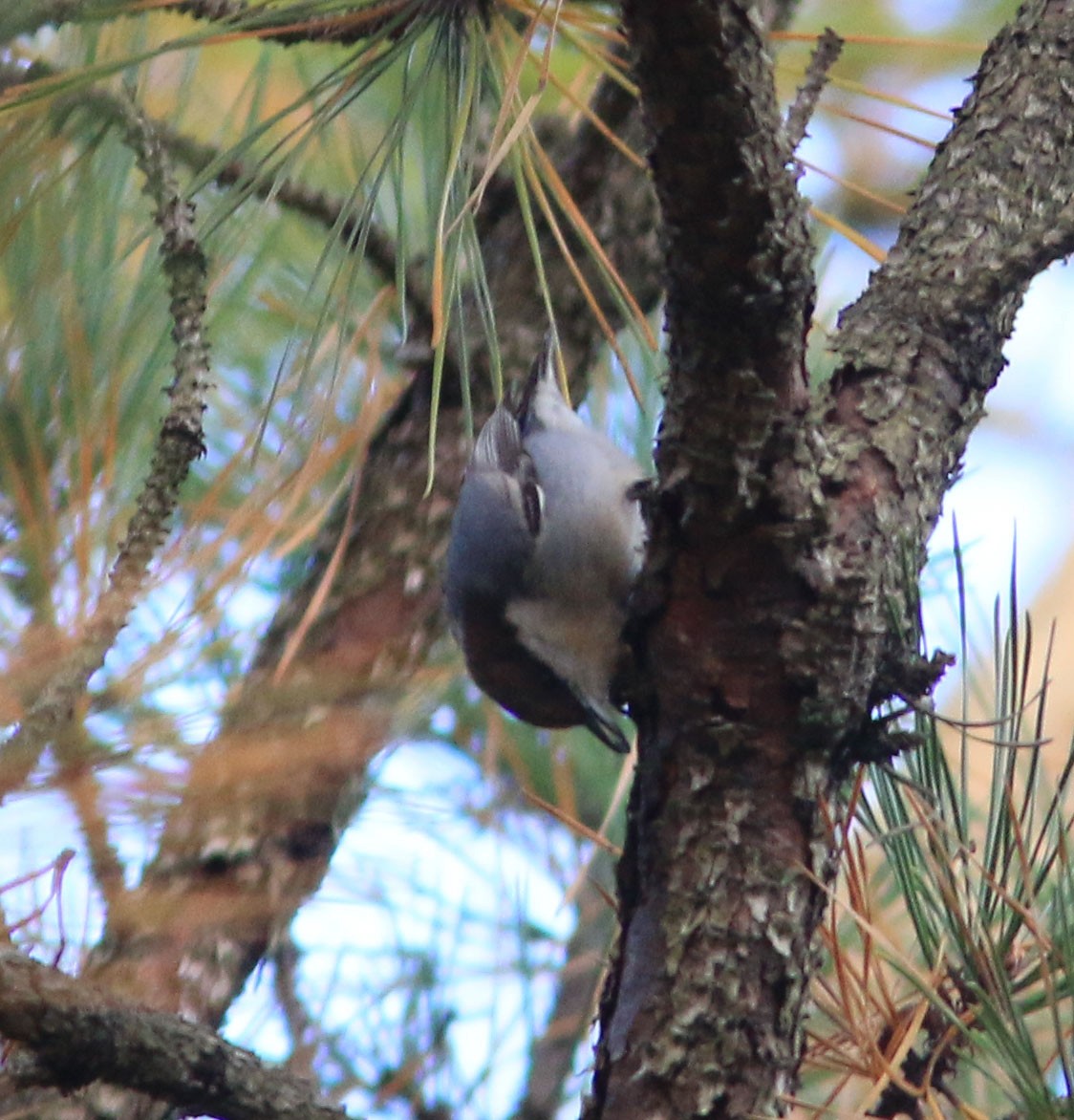 Brown-headed Nuthatch - ML611717623