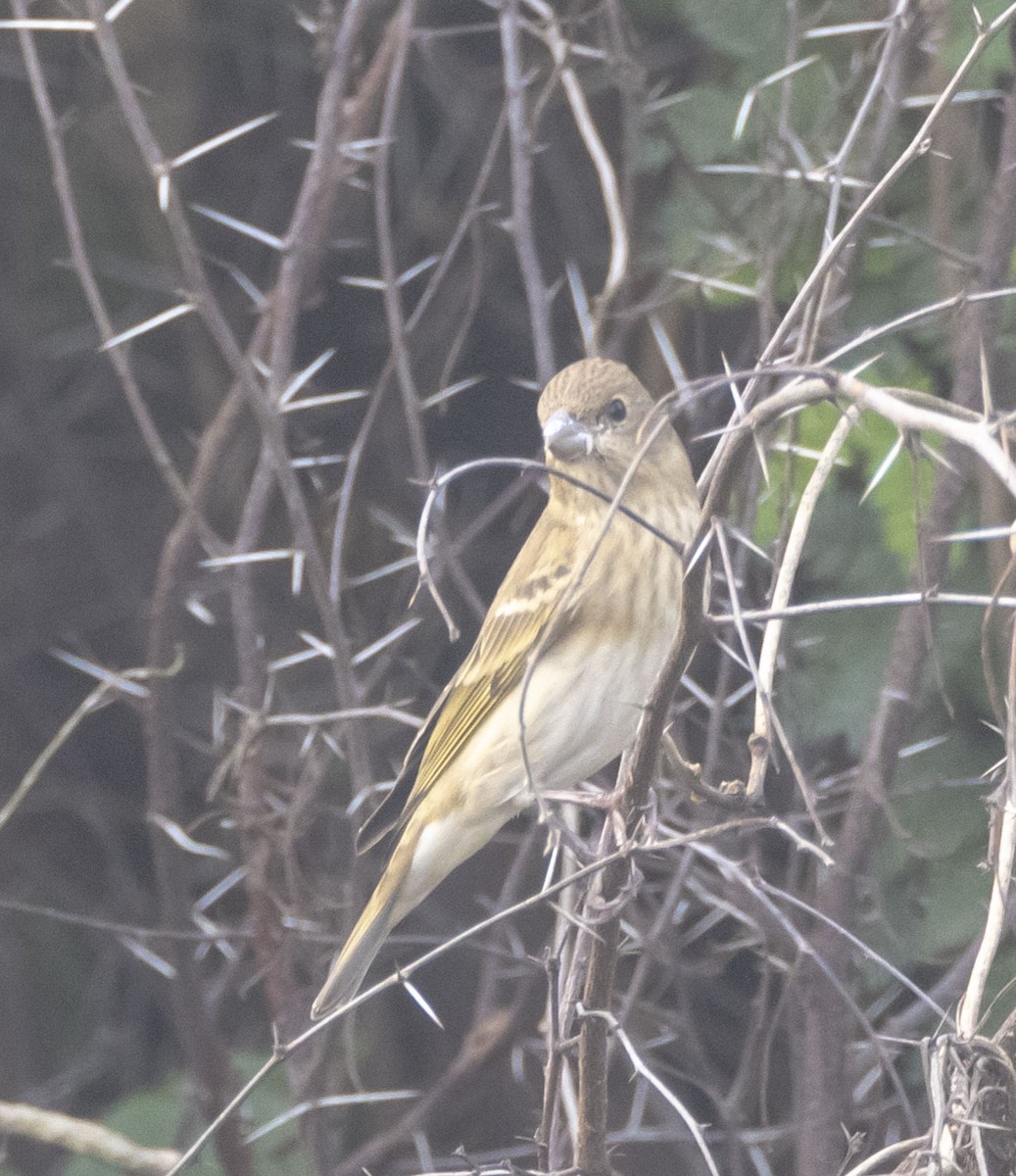 Common Rosefinch - Rohit Tibrewal