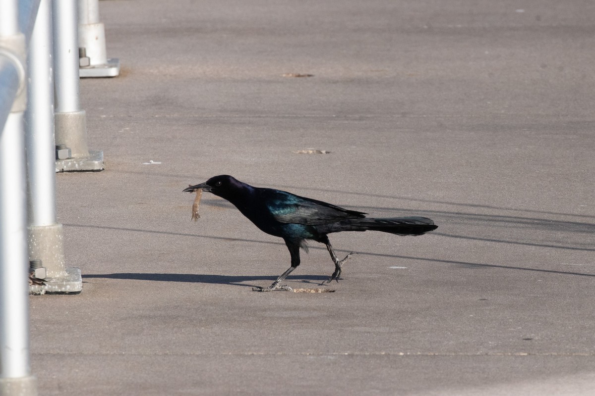 Boat-tailed Grackle - ML611717866