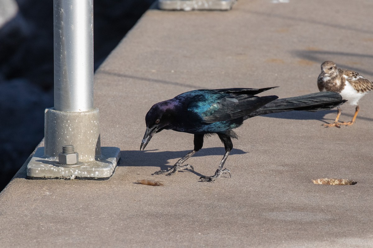 Boat-tailed Grackle - ML611717867