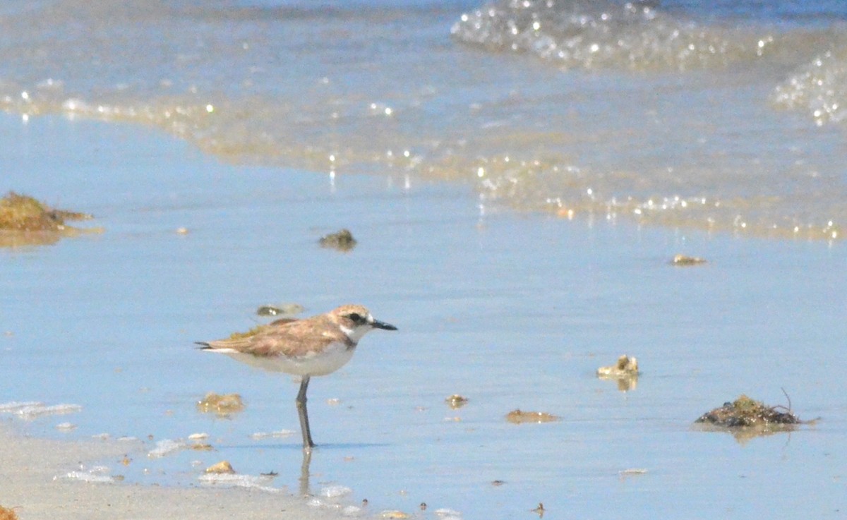 Red-capped Plover - ML611717931