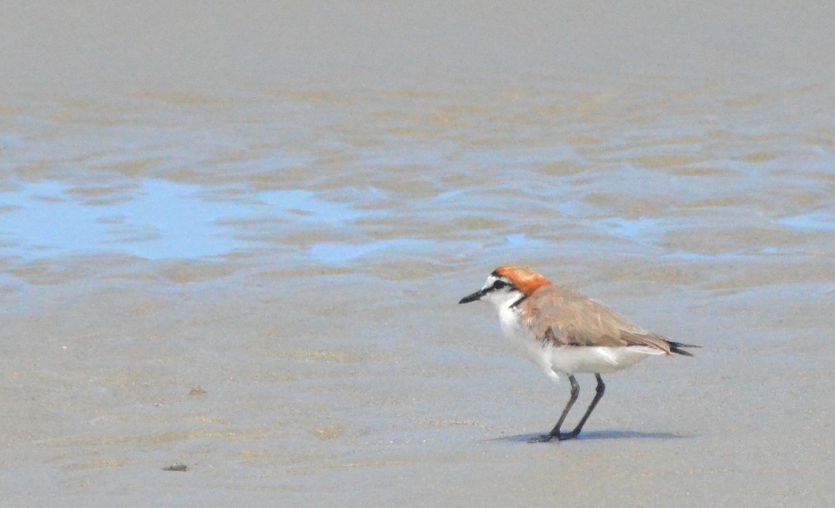 Red-capped Plover - ML611717932