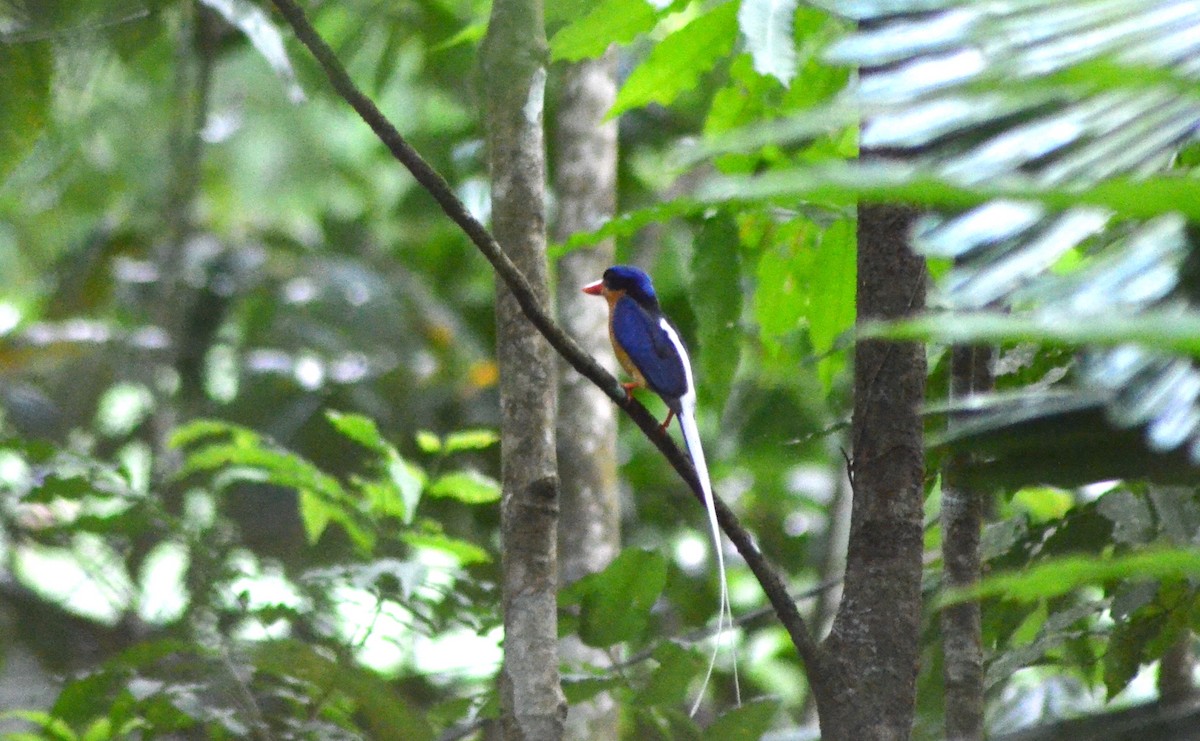 Buff-breasted Paradise-Kingfisher - ML611718019