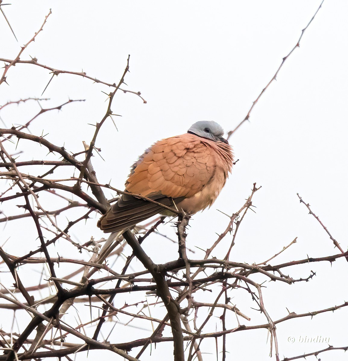 Red Collared-Dove - Bindhu Mohan