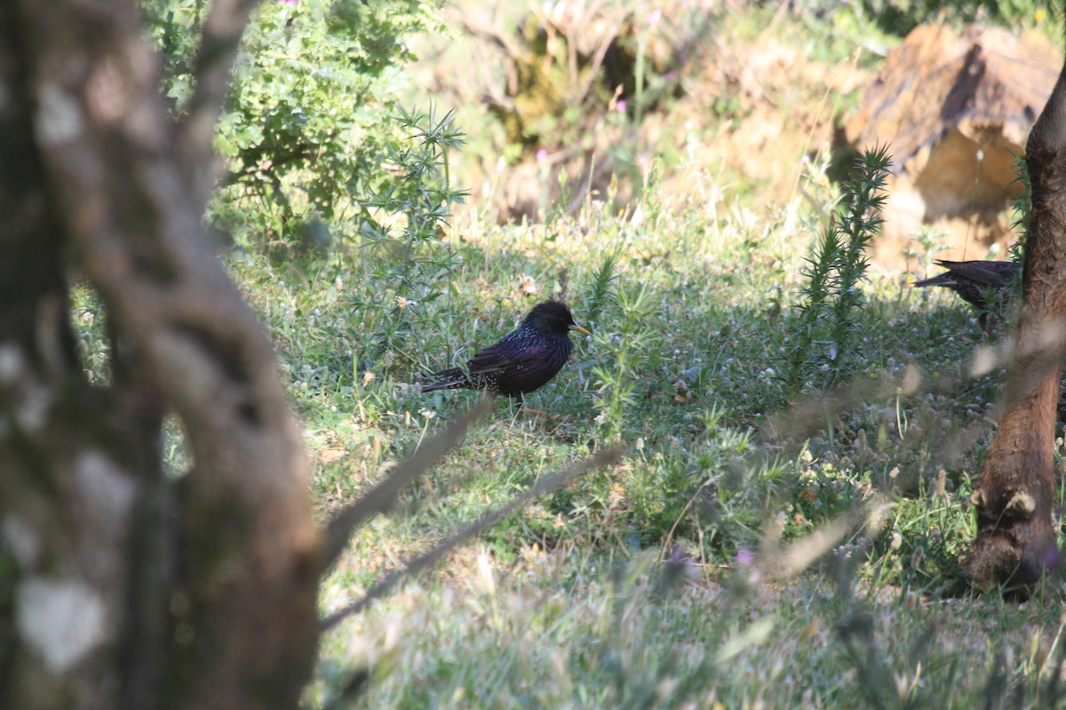 European Starling - ML611718435