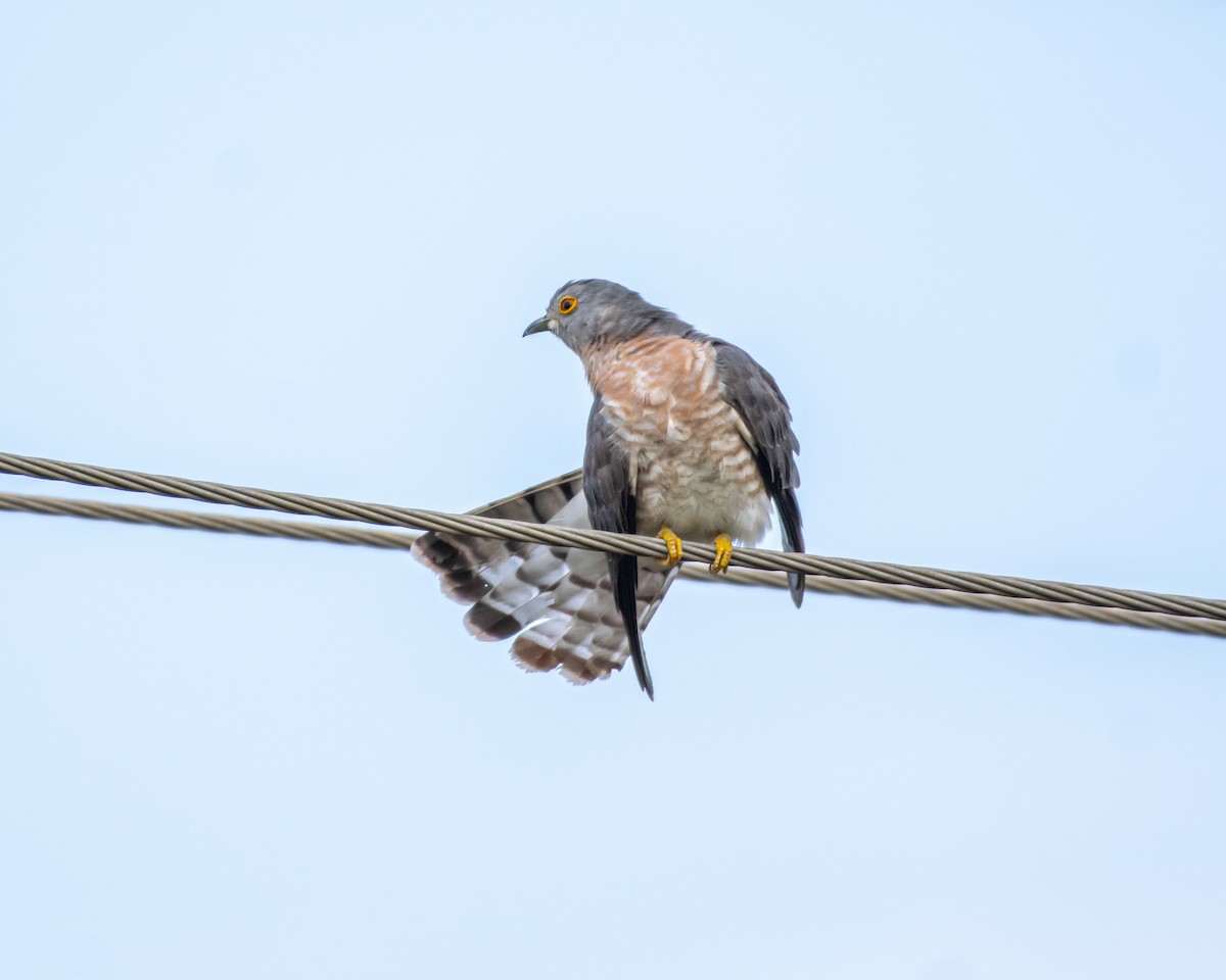 Common Hawk-Cuckoo - ML611718949
