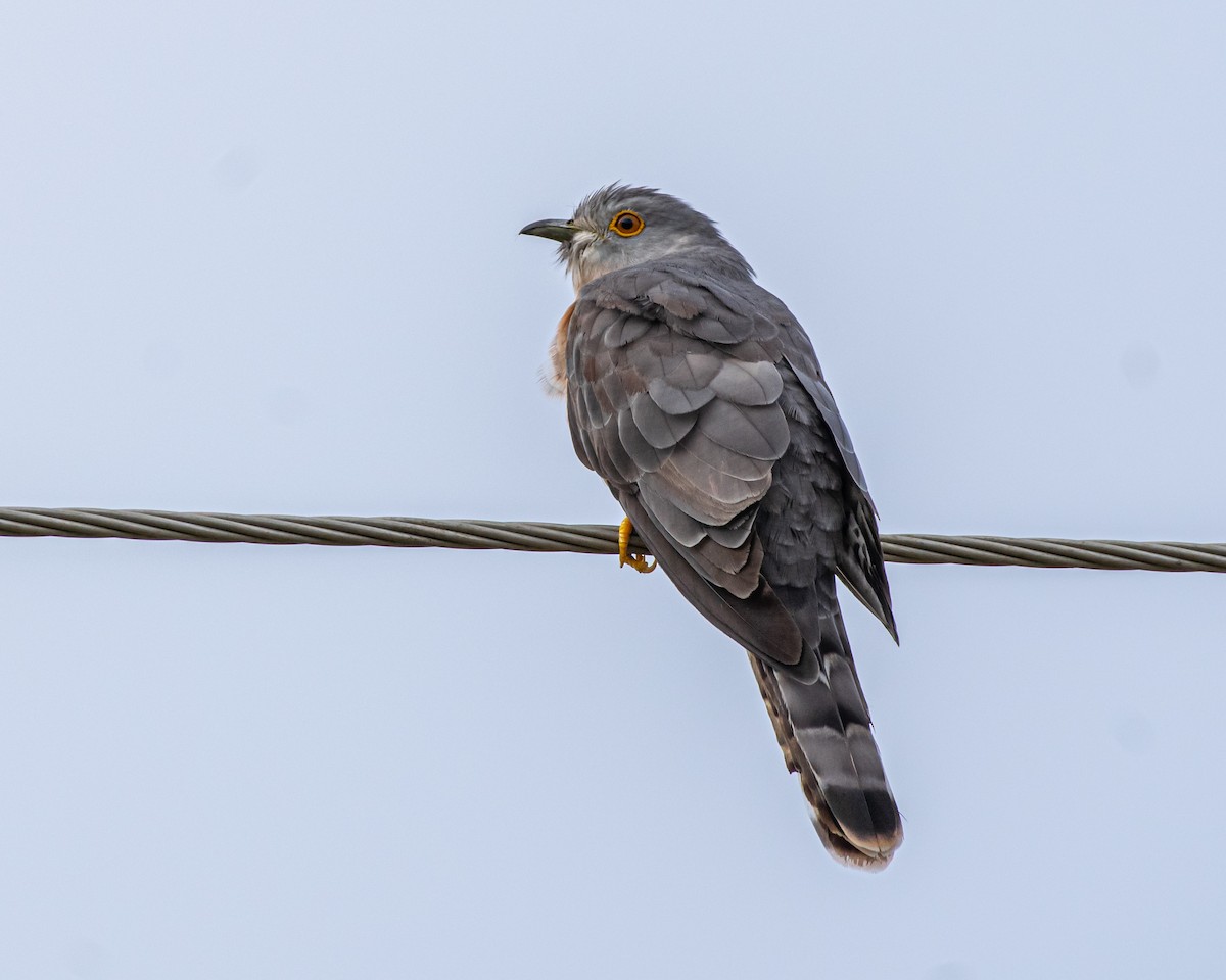 Common Hawk-Cuckoo - ML611718950