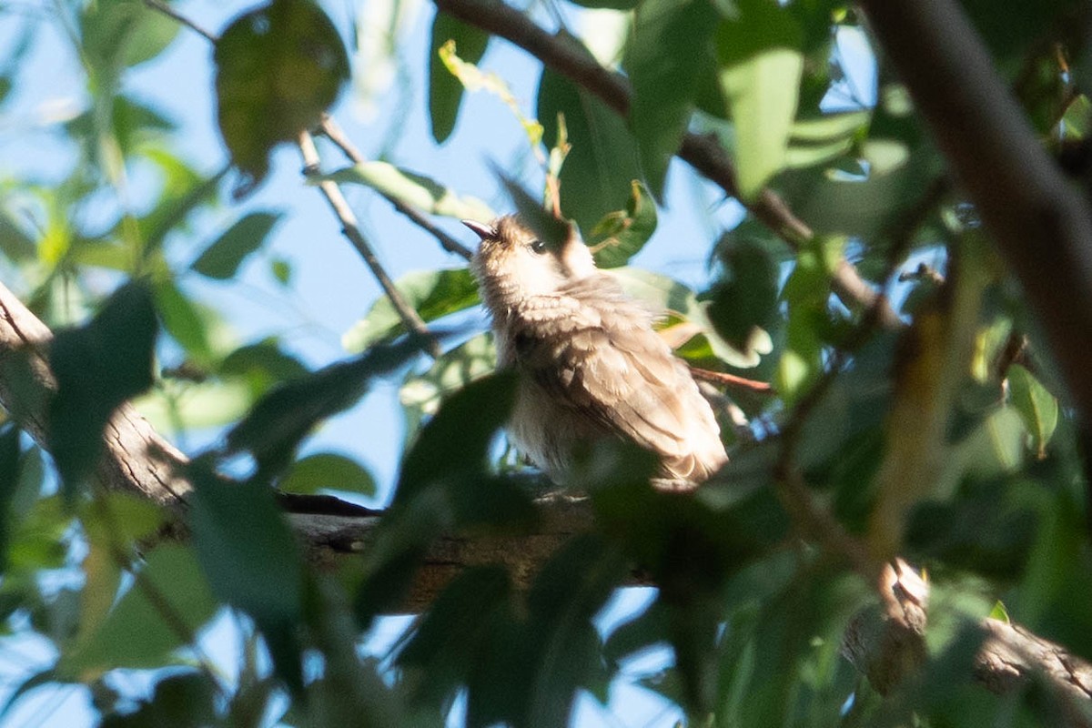 Black-eared Cuckoo - ML611719384