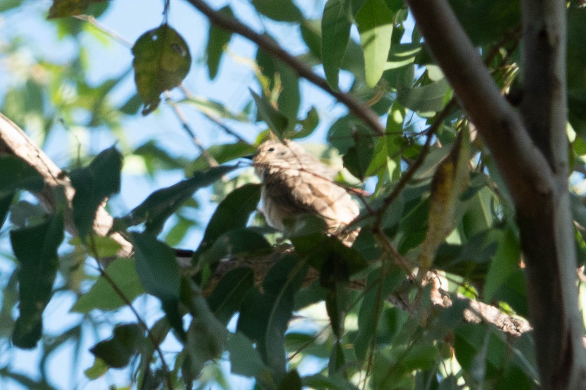 Black-eared Cuckoo - ML611719385