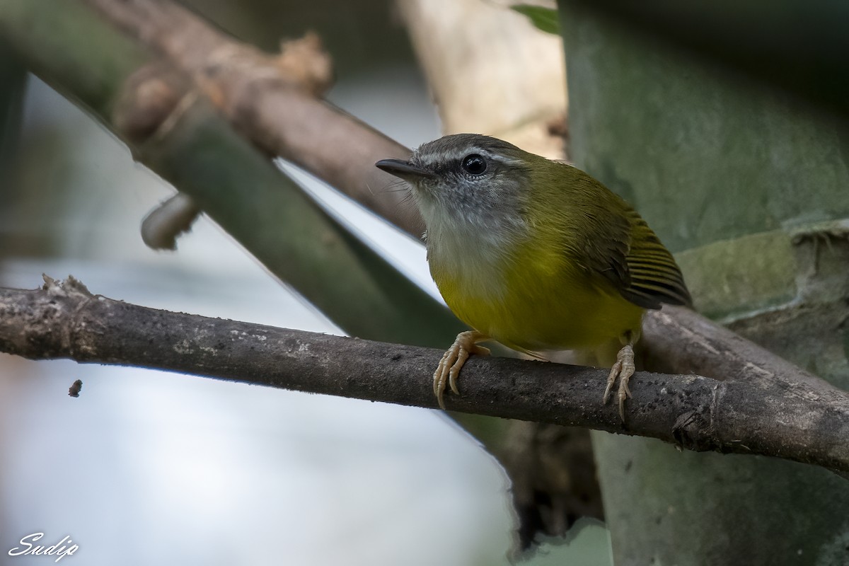Yellow-bellied Warbler - Sudip Ghosh